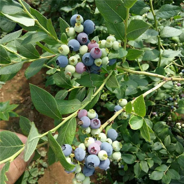 藍莓樹圖片