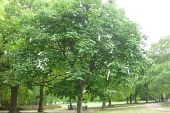 七葉樹圖片