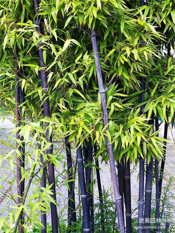 紫竹圖片